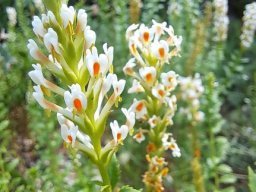 Hebenstretia dura leaves and spike